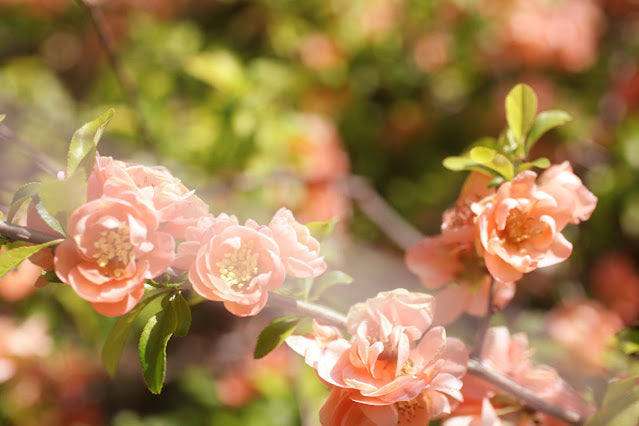 Floral trends and the desire to transcend nature